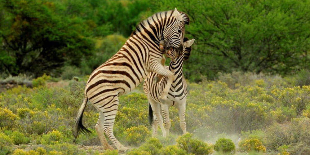 First slide